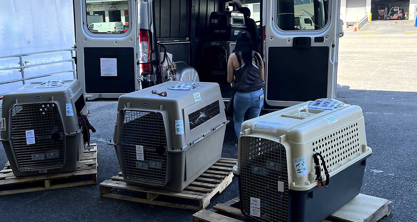 Pet travel kennels on pallets being loaded into a delivery van