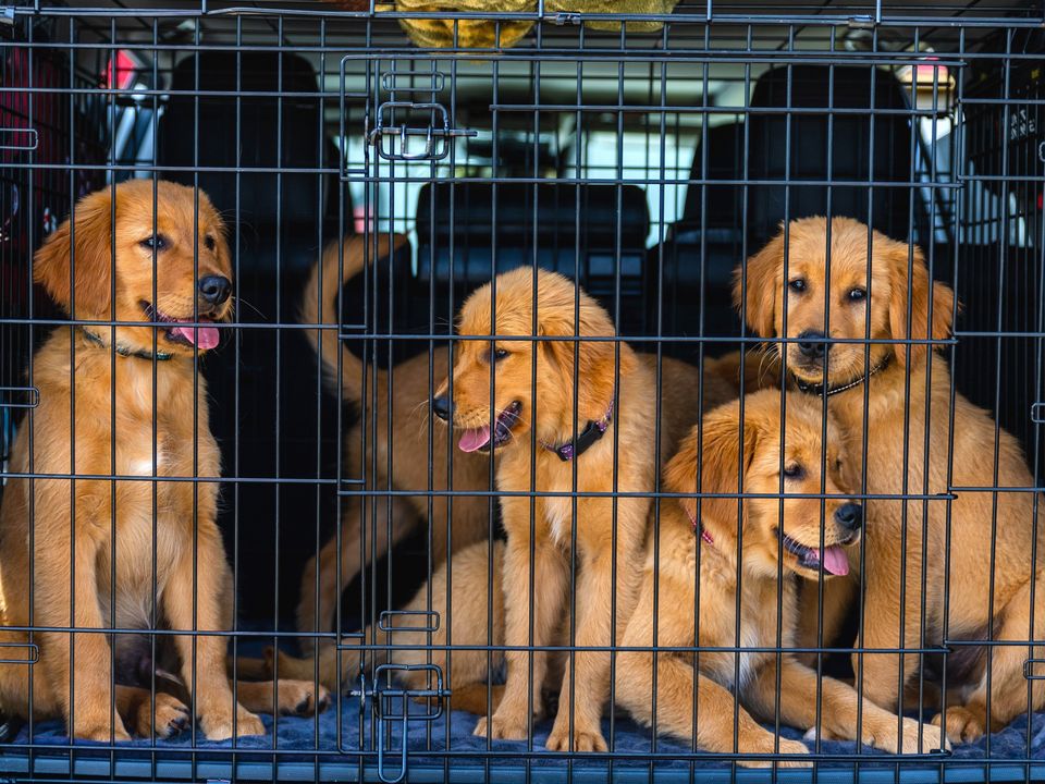 Golden retriever puppies travelling together in a crate
